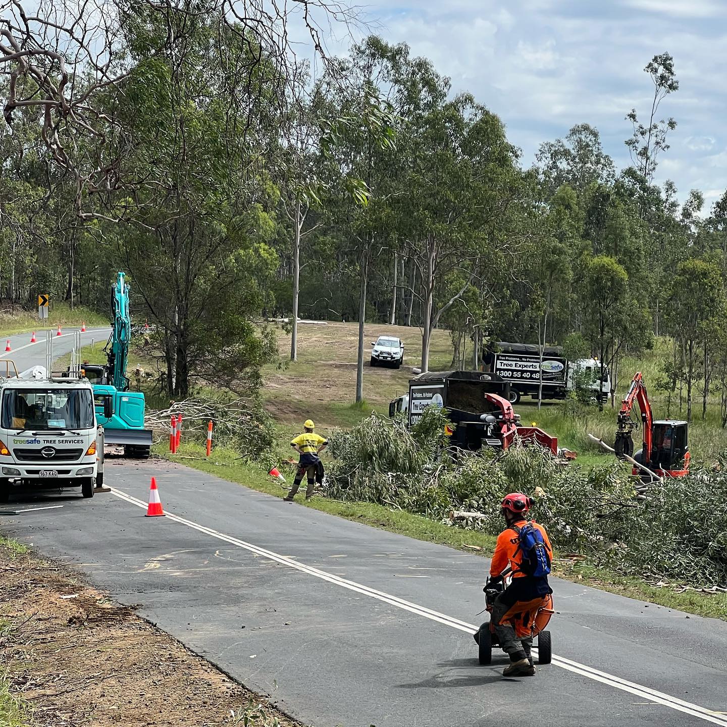 Commercial Arborist Brisbane Southside