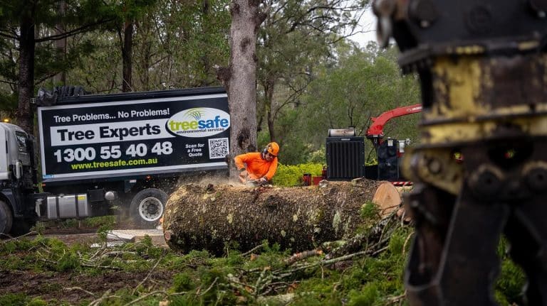 Benefits of Regular Tree Pruning Services | Treesafe