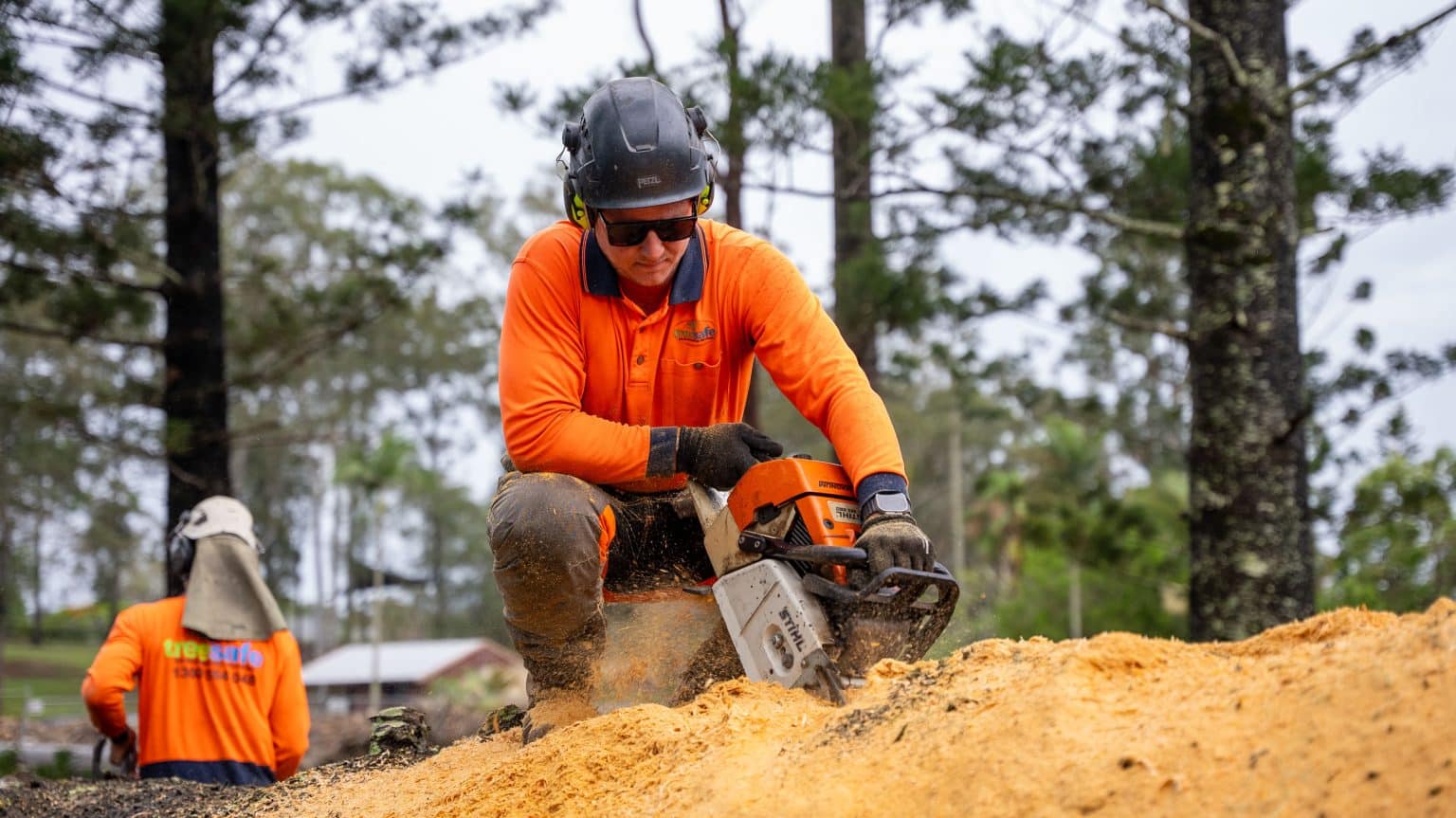 Tree Reports & Inspections | Treesafe