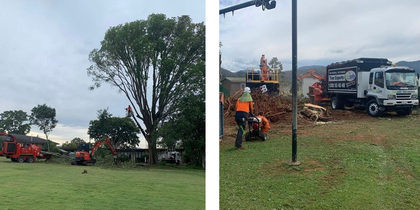 Tree Pruning Brisbane Southside