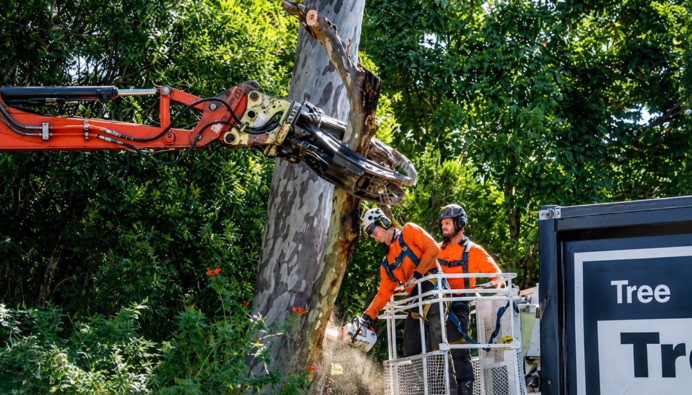 Arborist Brisbane Southside