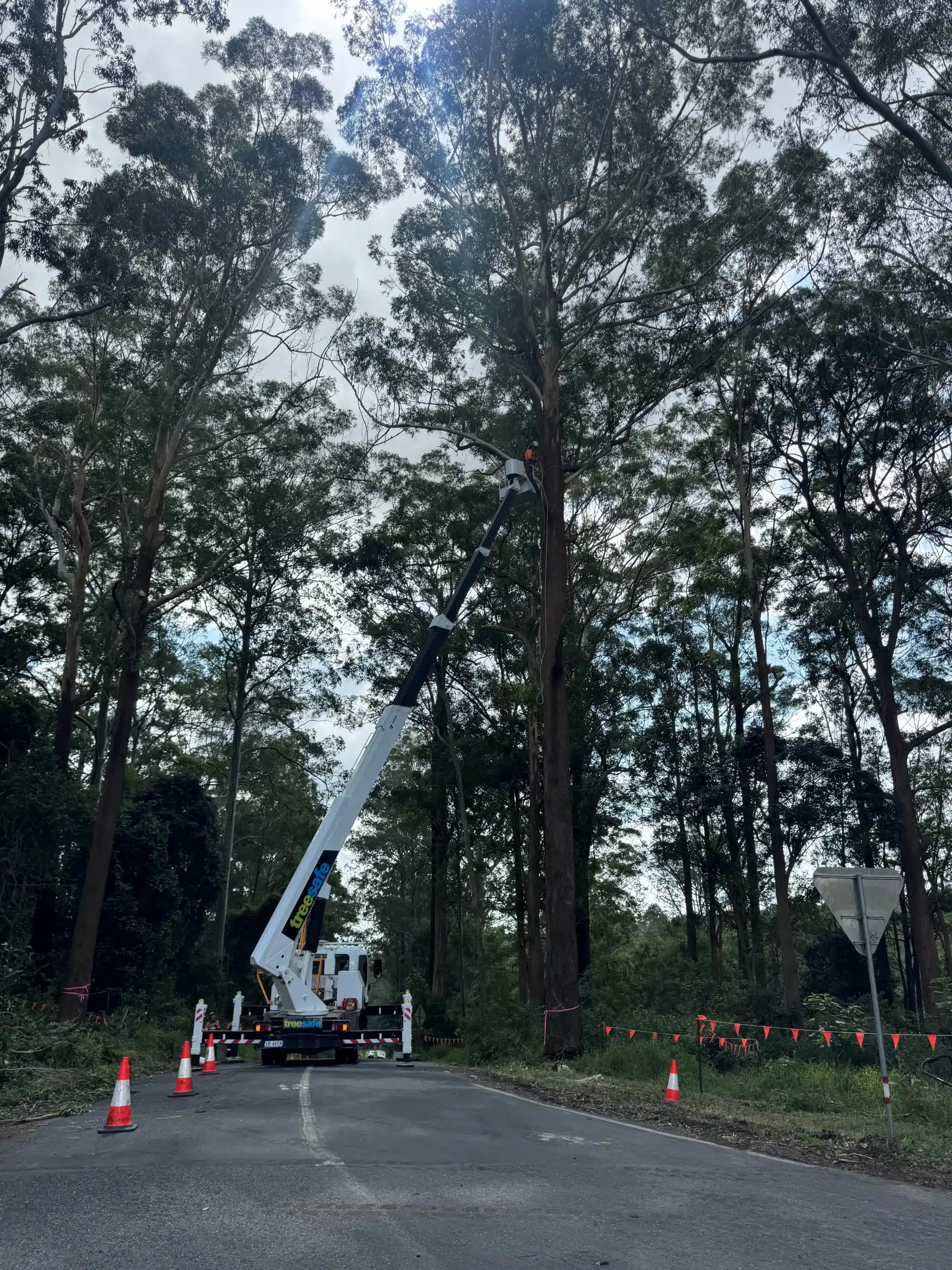 commercial-arborist-brisbane-southside-using-an-elevated-work-platform-for-roads