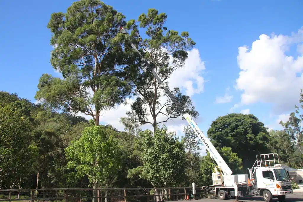 land-clearing-logan-with-treesafe-arborist-and-excavator-removing-large-trees