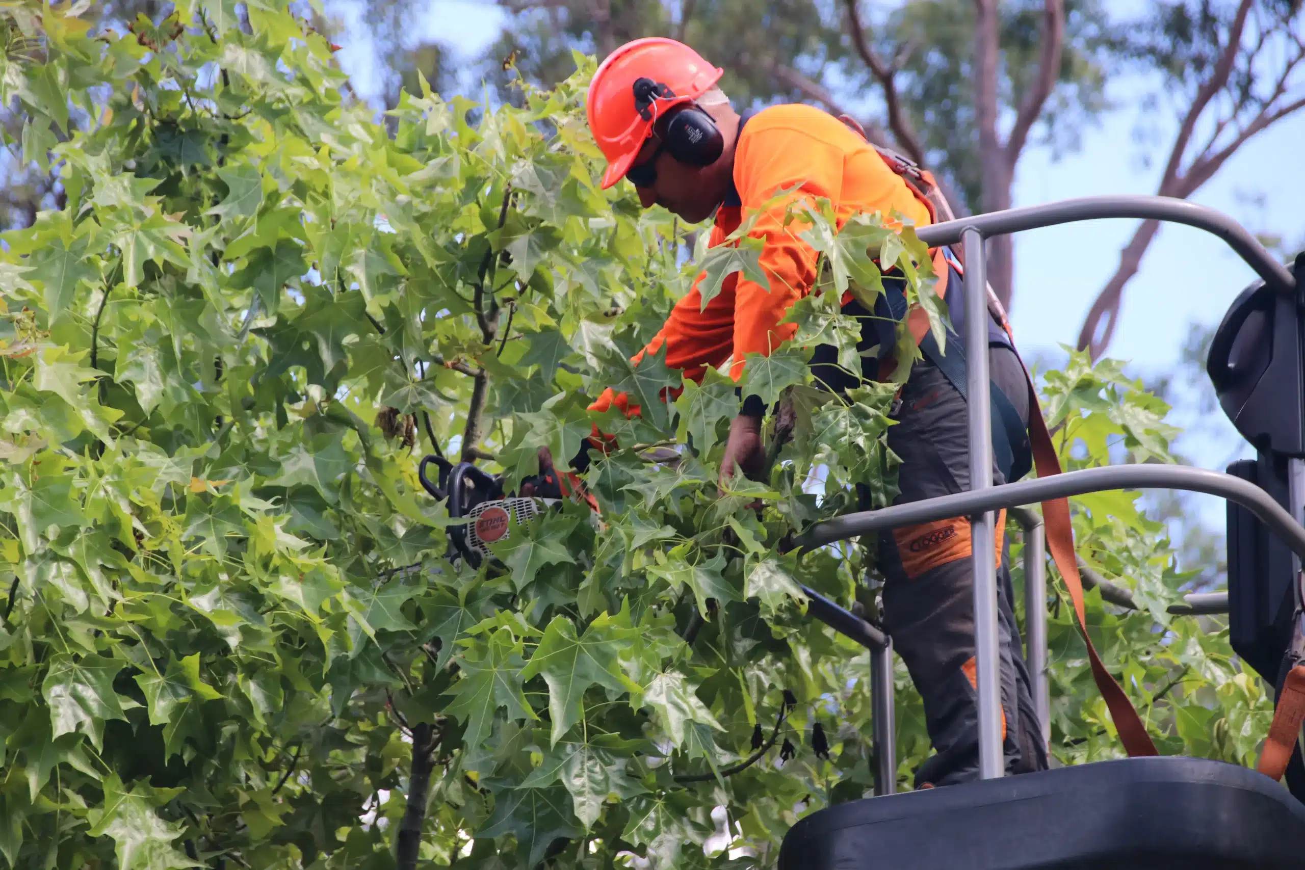 tree-pruning-by-a-treesafe-arborist-using-an-elevated-work-platform