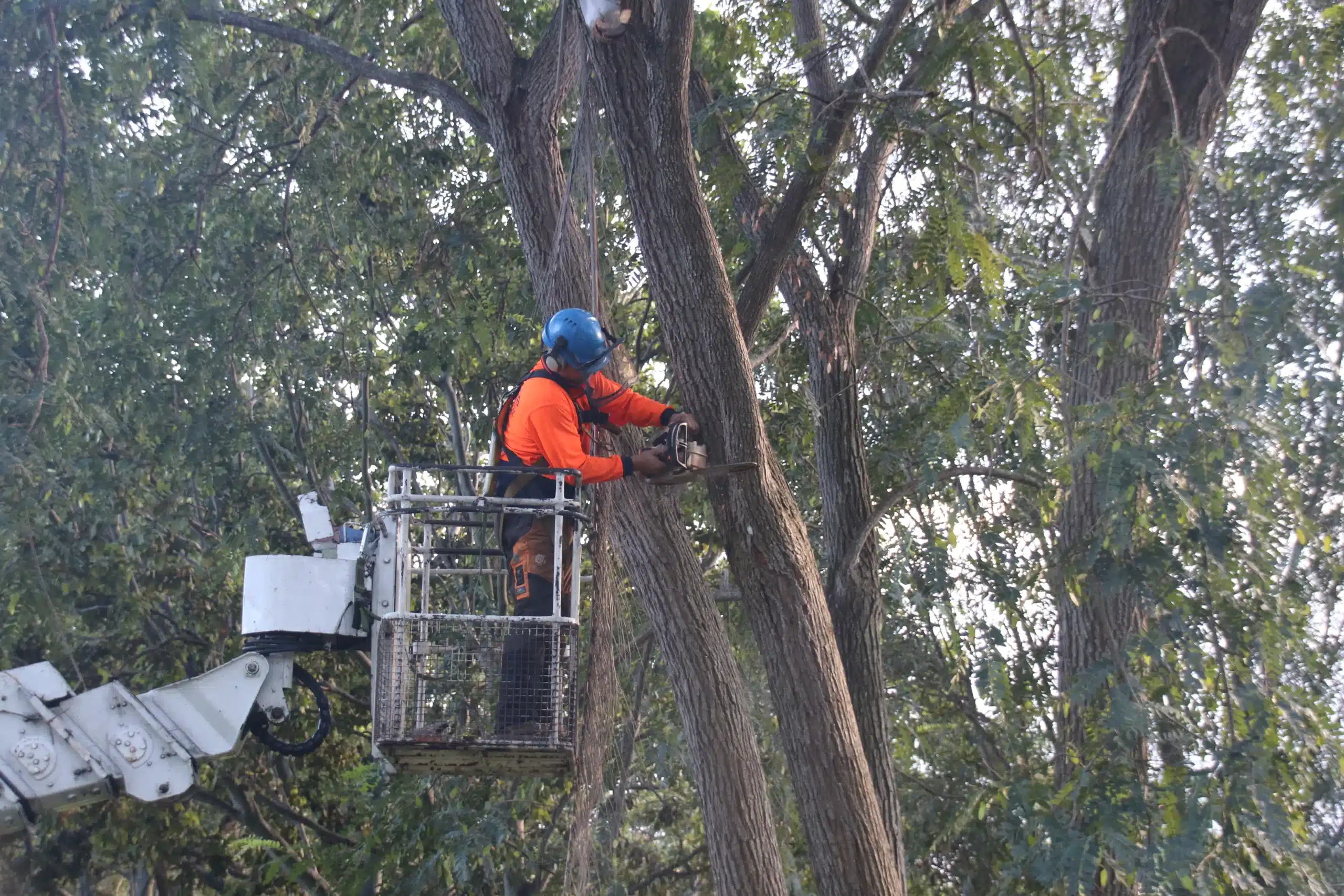 tree-lopping-with-an-arborist-working-safely-from-an-elevated-work-platfor