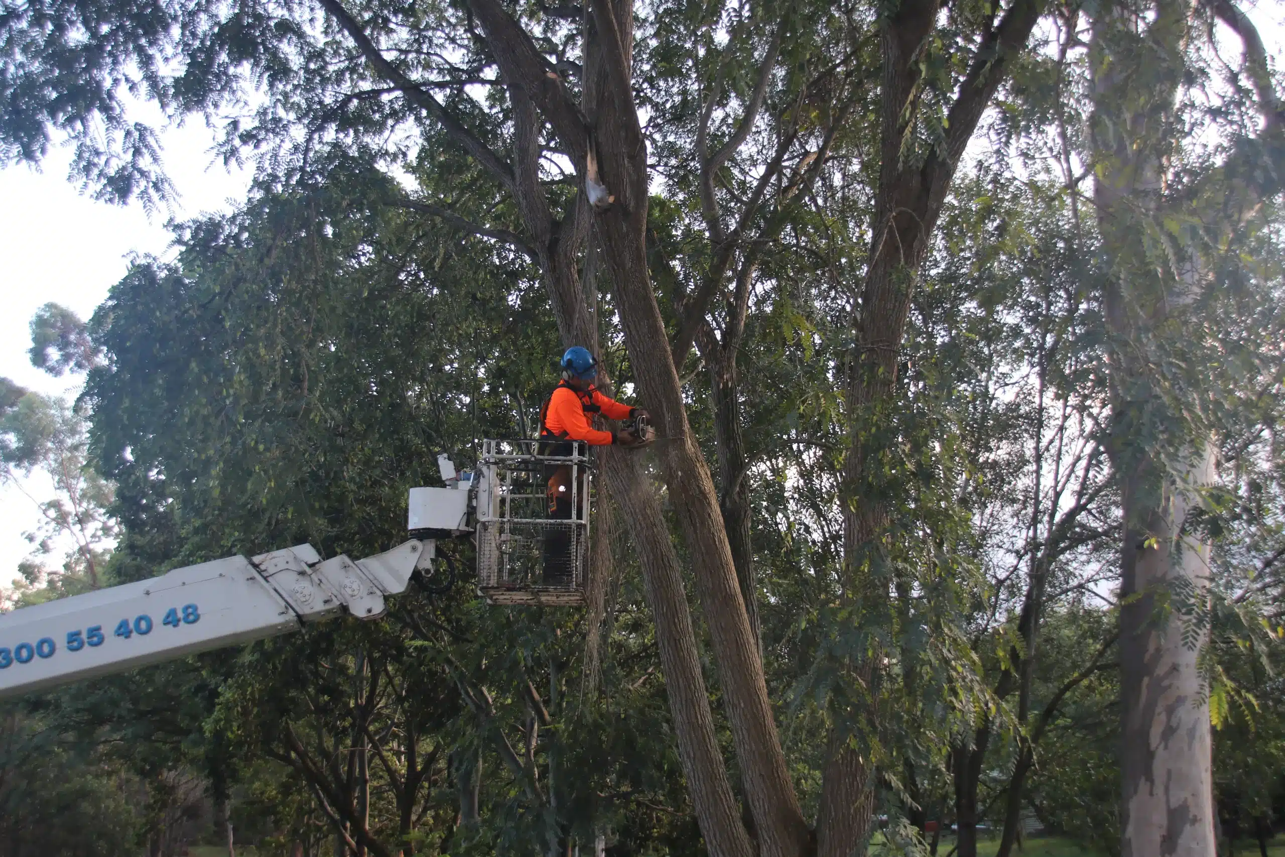 tree-pruning-by-a-qualified-arborist-using-an-elevated-work-platform