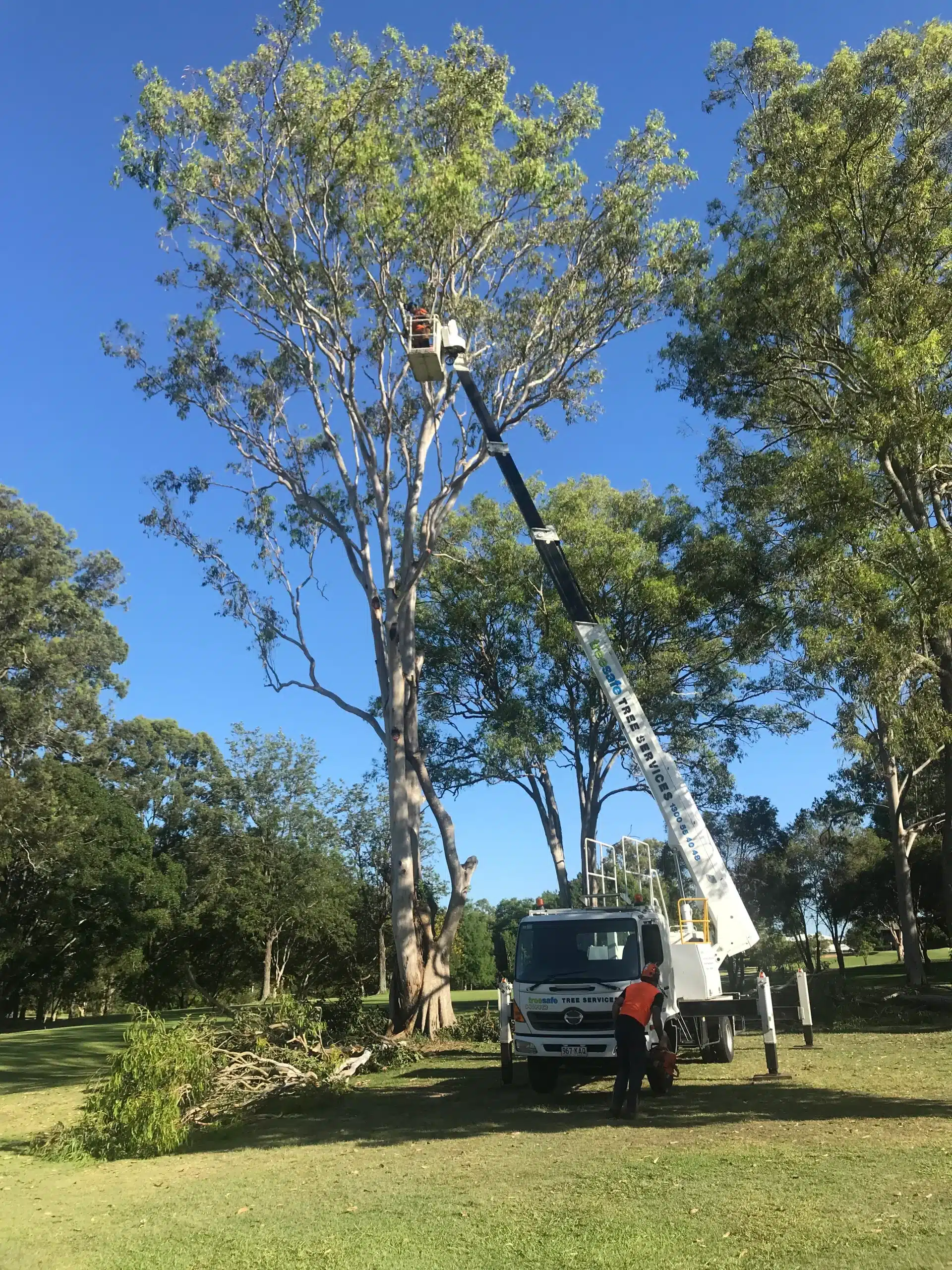 tree-pruning-gold-coast-using-an-elevated-work-platform-on-a-large-gum-tree-scaled