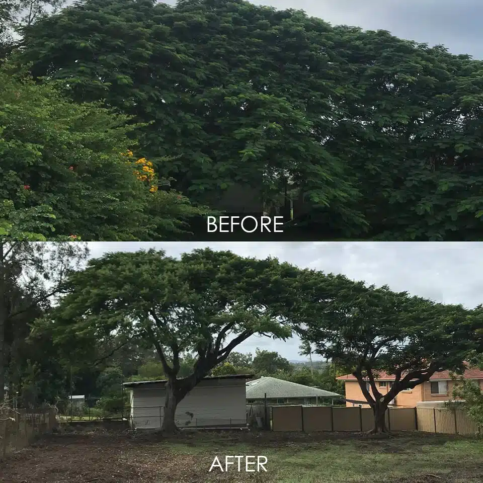tree-removal-beenleigh-of-selective-trees-in-residential-block-before-and-after-