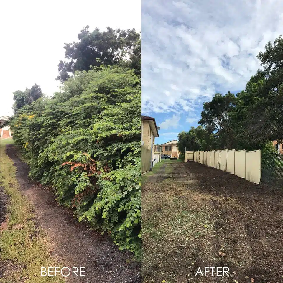 tree-removal-brisbane-southside-trees-at-fenceline-and-driveway-before-and-after