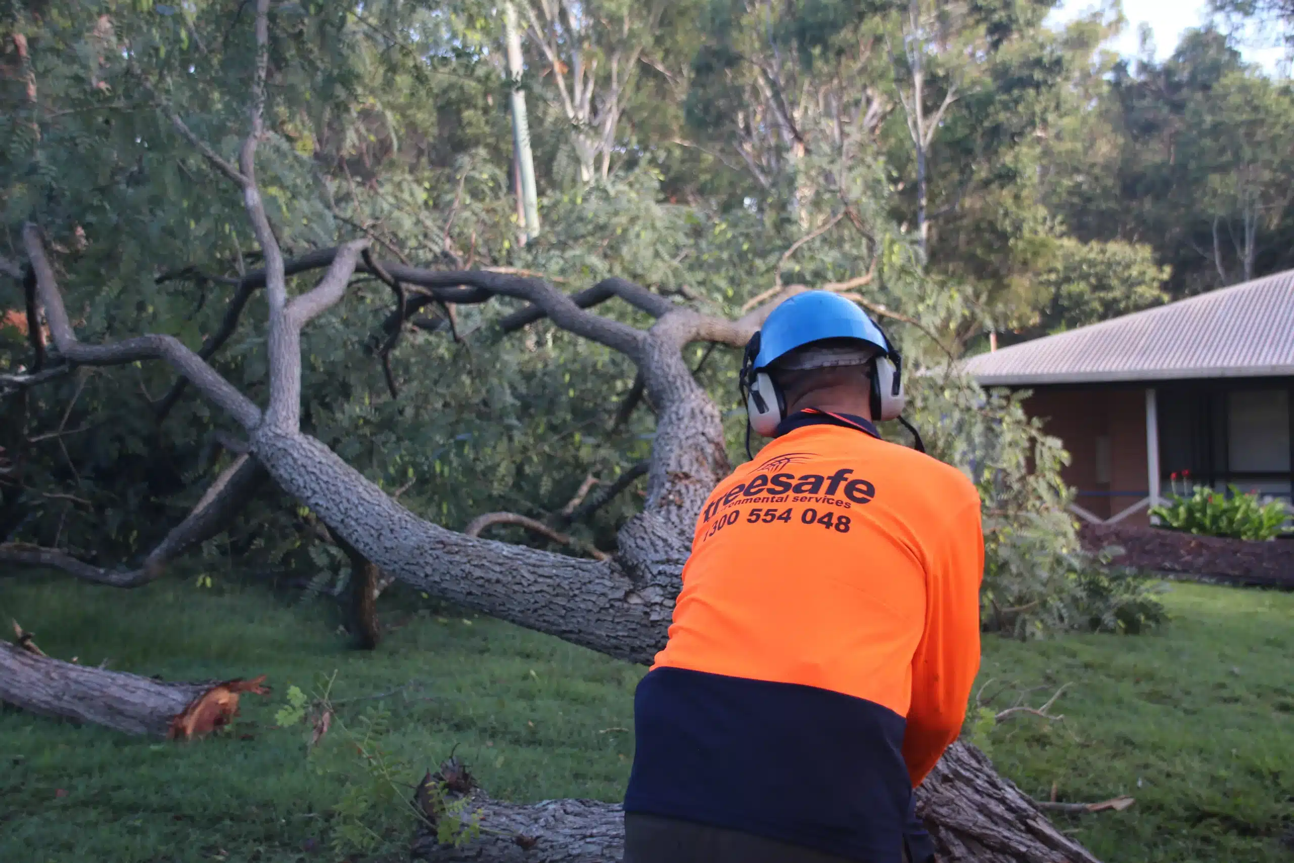 tree-removal-gold-coast-with-a-treesafe-arborist-processing-a-felled-tree