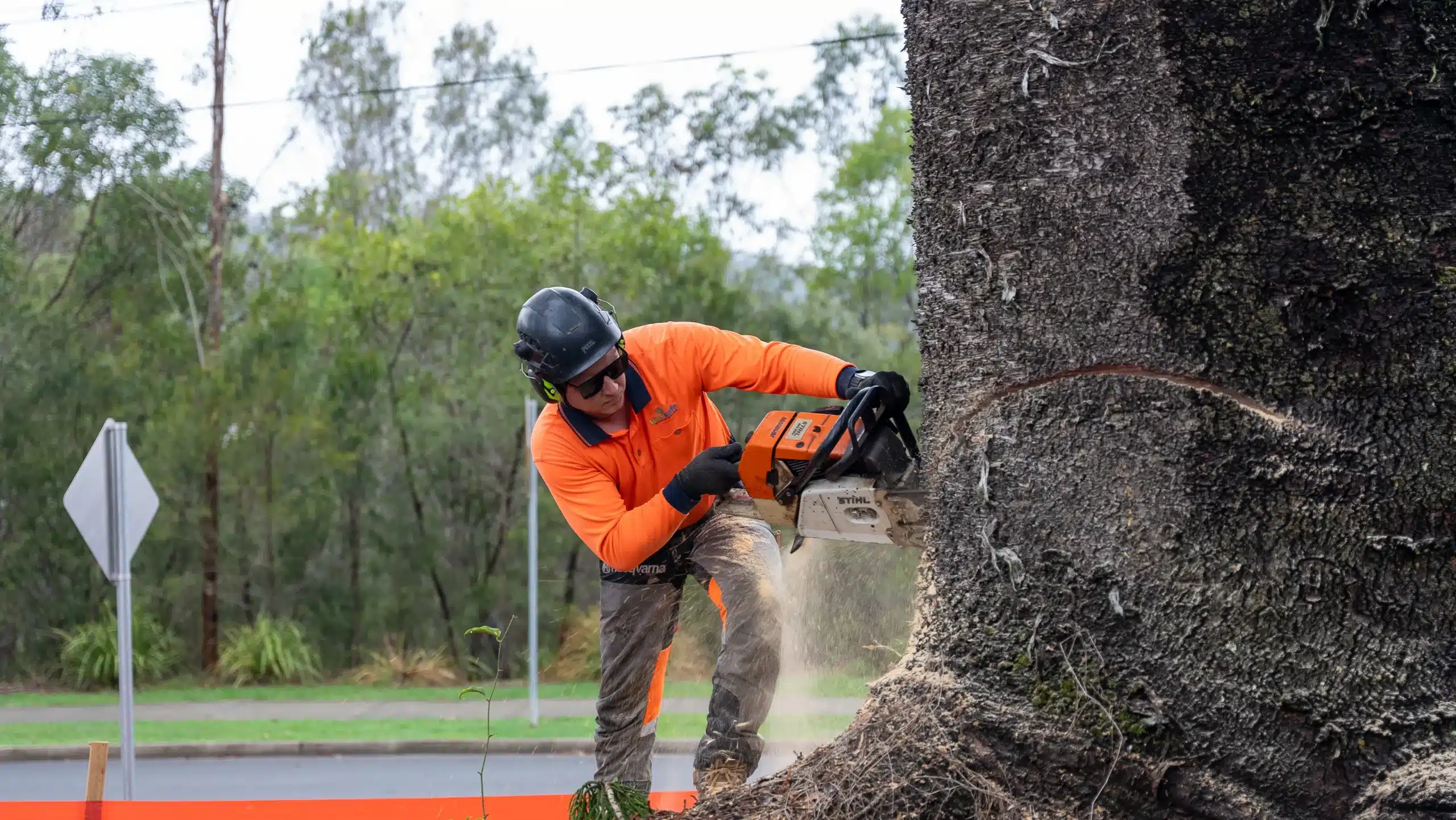 tree-removal-jimboomba-of-a-mature-tree
