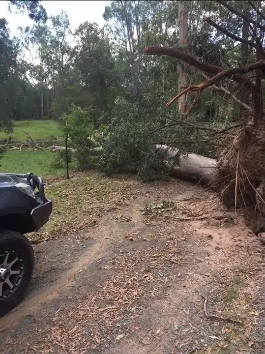 uprooted-gum-tree-blocking-driveway-storm-damage