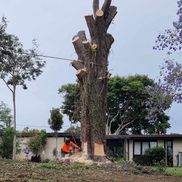 Tree Removal Brisbane Southside