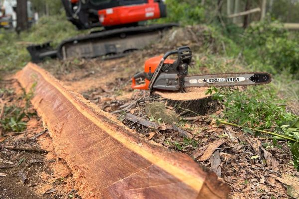 Stump Removal Gold Coast – Treesafe Environmental Services