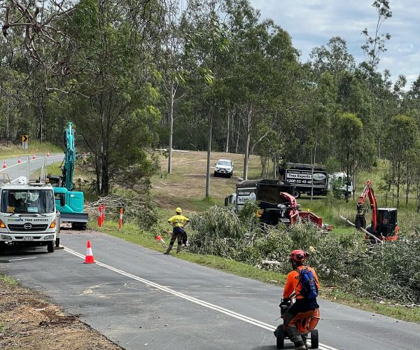 Commercial Arborist Brisbane Southside