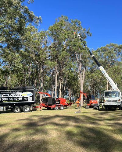 Tree Lopping Gold Coast