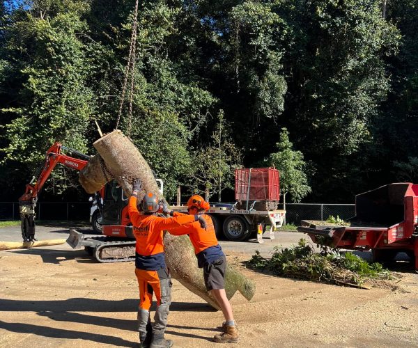 Arborist Brisbane Southside