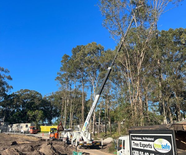 Tree Lopping Gold Coast