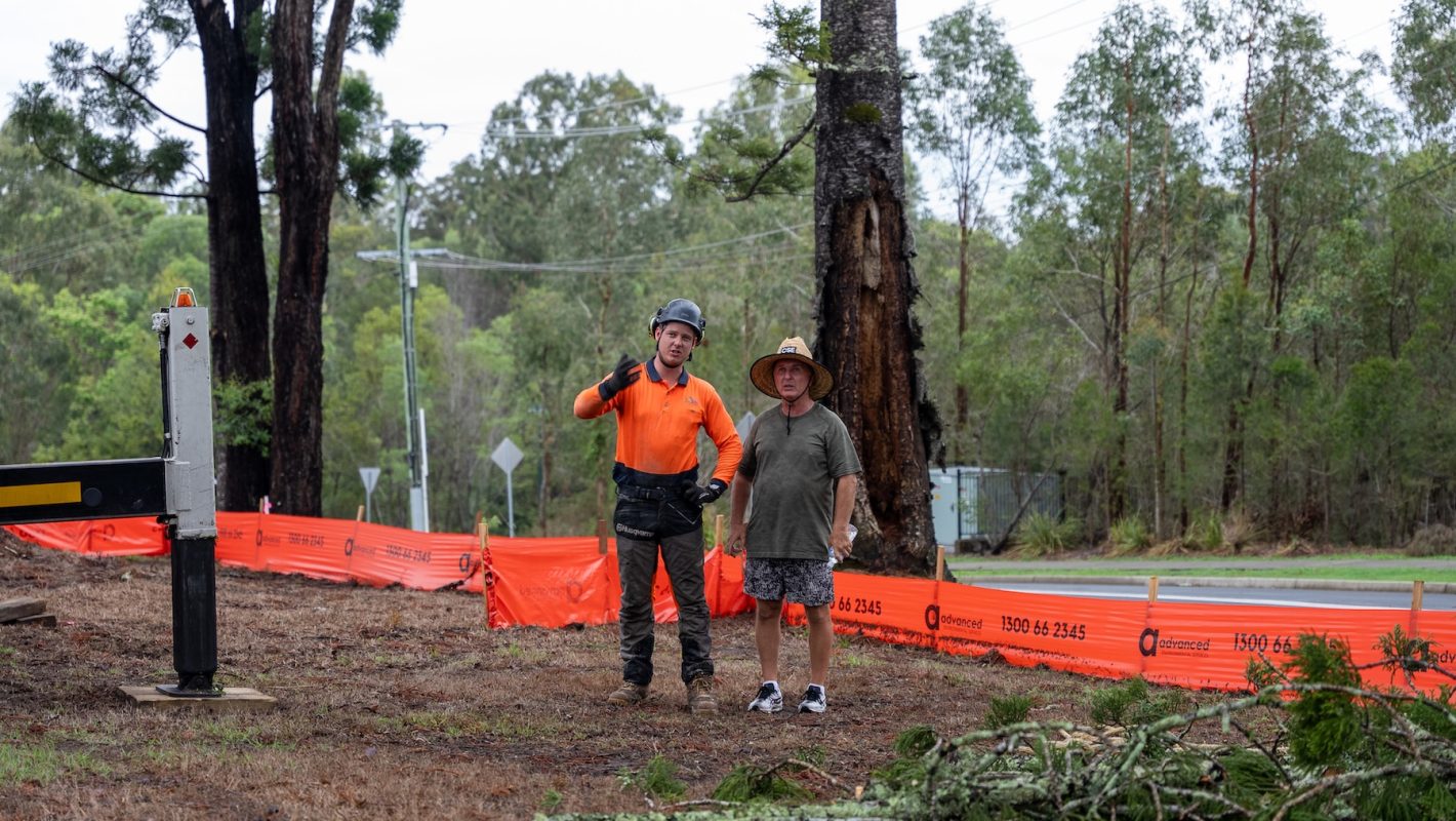 Tree Inspections Brisbane Southside