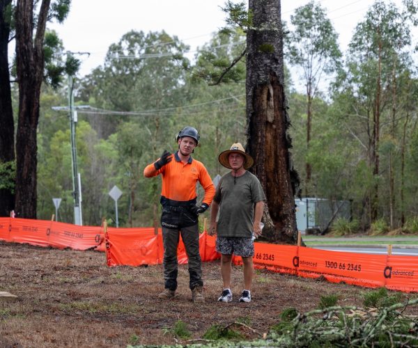 Tree Inspections Brisbane Southside