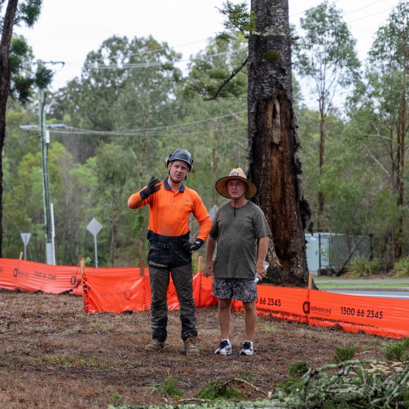 Tree Inspections Brisbane Southside