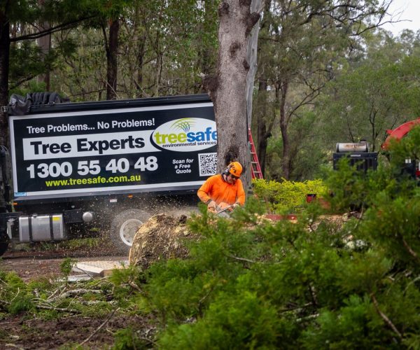 Stump Grinding Gold Coast