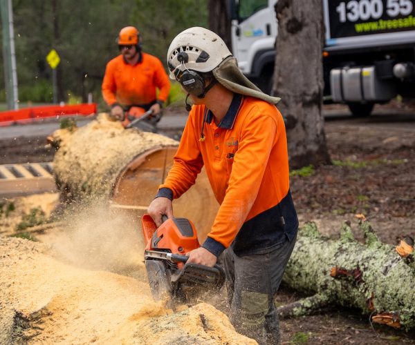 Tree Removal Brisbane Southside