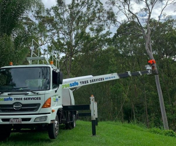 Tree Removal Ipswich and Gold Coast