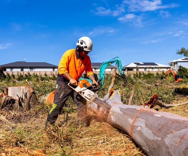 Tree Removal Ipswich