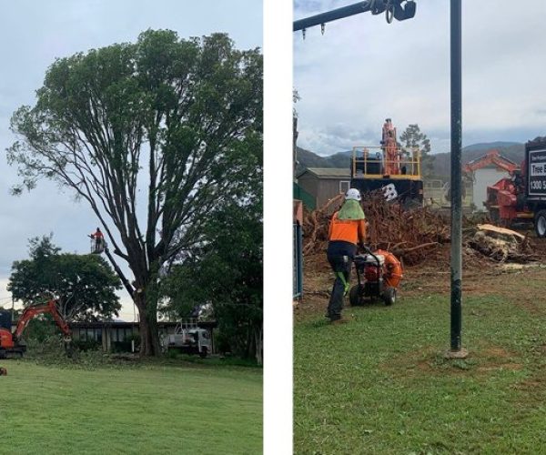 Tree Pruning Brisbane Southside