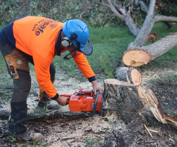 tree-removal-logan-with-a-treesafe-arborist-cutting-a-felled-tree-into-manageable pieces